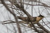 Coucou geai (Clamator glandarius) - France