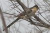 Great Spotted Cuckoo (Clamator glandarius) - France