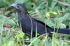 Smooth-billed Ani (Crotophaga ani) - Peru