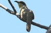 Dark-billed Cuckoo (Coccyzus melacoryphus) - Argentina