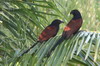 Grand Coucal (Centropus sinensis) - Sri Lanka