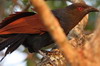 Grand Coucal (Centropus sinensis) - Sri Lanka