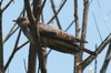 Coucou gris (Cuculus canorus) - Roumanie