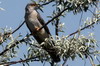 Coucou gris (Cuculus canorus) - Roumanie