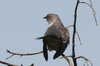Common Cuckoo (Cuculus canorus) - Romania