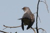 Coucou gris (Cuculus canorus) - Roumanie