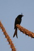 Crested Drongo (Dicrurus forficatus) - Madagascar