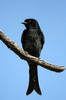 Drongo brillant (Dicrurus adsimilis) - Botswana