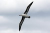 Albatros à sourcils noirs (Thalassarche melanophris) - Argentine