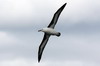 Albatros  sourcils noirs (Thalassarche melanophris) - Argentine