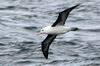 Albatros  sourcils noirs (Thalassarche melanophris) - Argentine