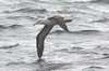 Black-browed Albatross (Thalassarche melanophris) - Argentina