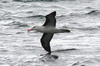Albatros à sourcils noirs (Thalassarche melanophris) - Argentine