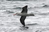 Albatros  sourcils noirs (Thalassarche melanophris) - Argentine