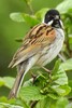 Bruant des roseaux (Emberiza schoeniclus) - Irlande