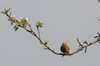 Bruant jaune (Emberiza citrinella) - France