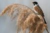 Reed Bunting (Emberiza schoeniclus) - France