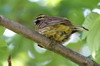 Bruant zizi (Emberiza cirlus) - France