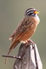 Bruant cannelle (Emberiza tahapisi) - Ethiopie