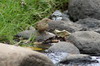 Ortolan Bunting (Emberiza hortulana) - Ethiopia