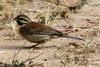 Bruant zizi (Emberiza cirlus) - Maroc