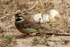 Bruant zizi (Emberiza cirlus) - Maroc