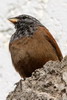 House Bunting (Emberiza sahari) - Morocco