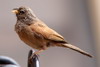 House Bunting (Emberiza sahari) - Morocco