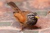 House Bunting (Emberiza sahari) - Morocco