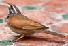 House Bunting (Emberiza sahari) - Morocco