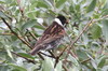 Reed Bunting (Emberiza schoeniclus) - Norway