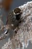 Bruant des roseaux (Emberiza schoeniclus) - France