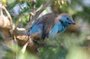 Blue-breasted Cordon-bleu (Uraeginthus angolensis) - Namibia