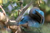 Blue-breasted Cordon-bleu (Uraeginthus angolensis) - Namibia