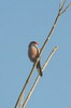 Common Waxbill (Estrilda astrild) - Botswana