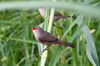 Common Waxbill (Estrilda astrild) - Madeira