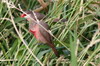 Common Waxbill (Estrilda astrild) - Madeira