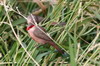 Common Waxbill (Estrilda astrild) - Madeira