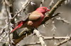 Red-billed Firefinch (Lagonosticta senegala) - Ethiopia