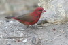 Red-billed Firefinch (Lagonosticta senegala) - Ethiopia