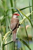 Astrild ondul (Estrilda astrild) - Ethiopie