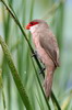 Astrild ondul (Estrilda astrild) - Ethiopie