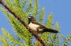 Javan Munia (Lonchura leucogastroides) - Indonesia