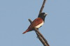 Tricoloured Munia (Lonchura malacca) - Sri Lanka