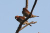 Scaly-breasted Munia (Lonchura punctulata) - Sri Lanka