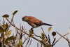 Madagascar Kestrel (Falco newtoni) - Madagascar