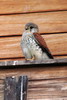 Crécerelle malgache (Falco newtoni) - Madagascar