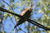 Faucon crcerelle (Falco tinnunculus) - France