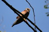 Common Kestrel (Falco tinnunculus) - France