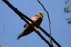 Faucon crcerelle (Falco tinnunculus) - France